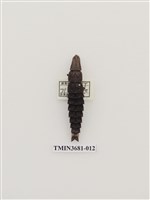 藏品(鞘翅目(1))的圖片